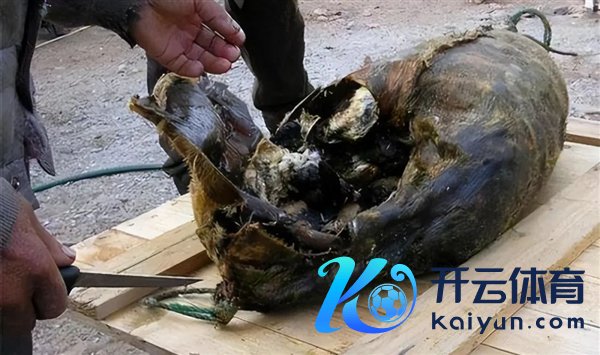 △这个是爱斯基摩东谈主的腌海雀